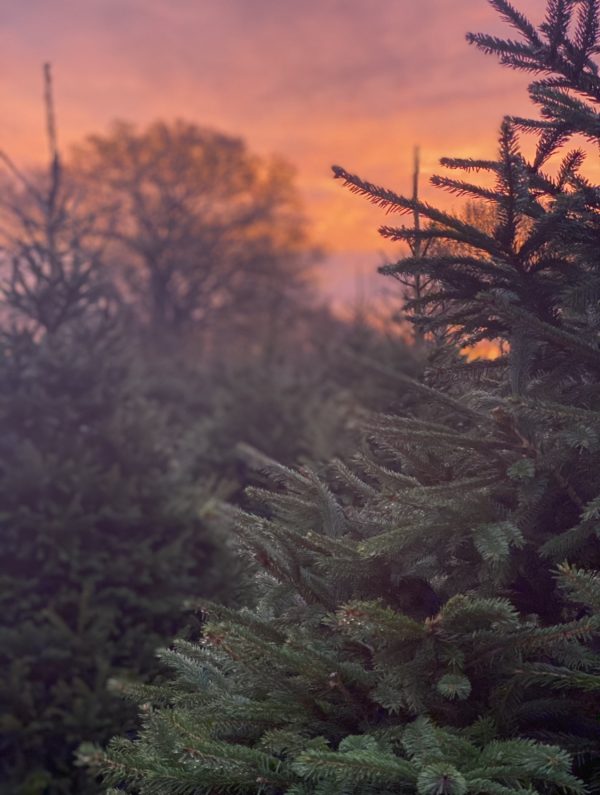 Christmas Trees At The Farm